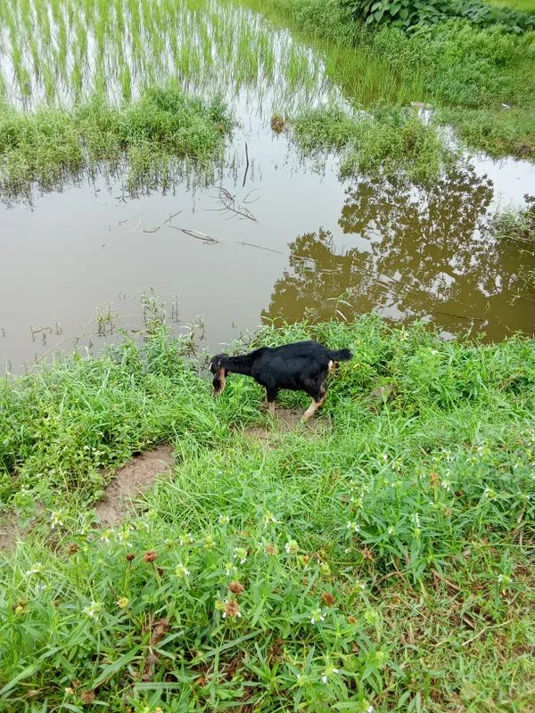 Goat by a Rice Field thumbnail