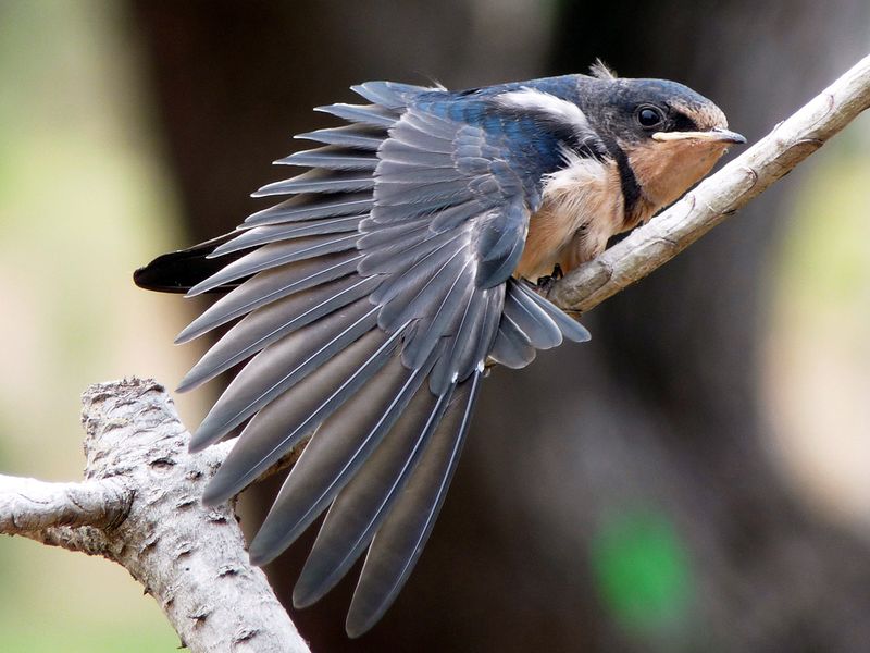 This bluebird fledgling seemed to be very proud of his fine feathers
