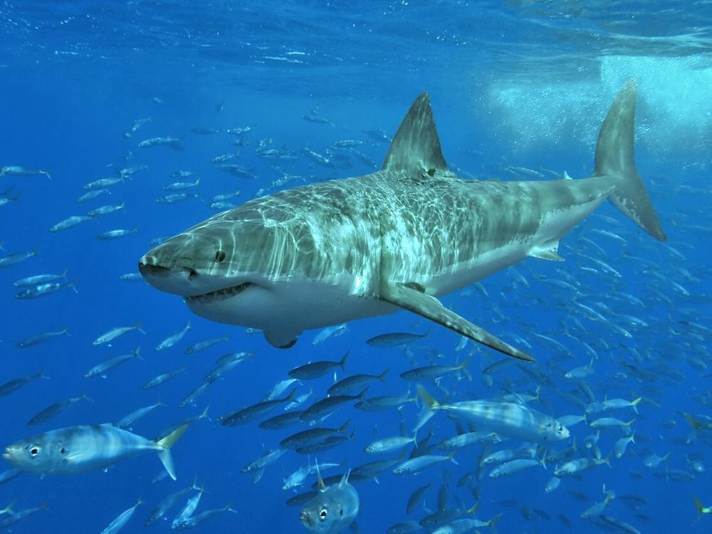 A photo of a Great White Shark underwater surrounded by a school of fish