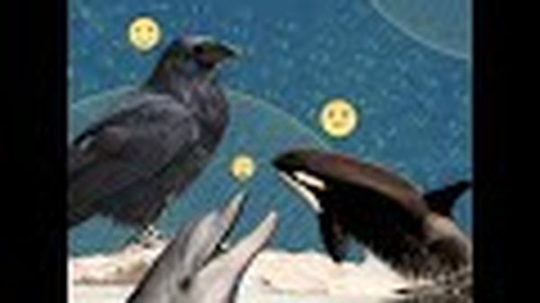 Preview thumbnail for ENCORE: Those Orcas (Still) Aren't Doing What You Think