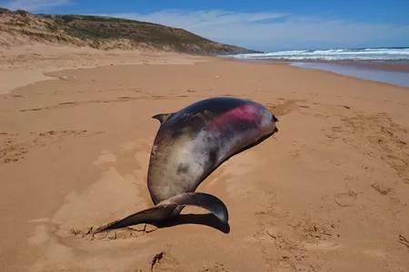 The body of a young female beaked whale washed ashore in South Australia