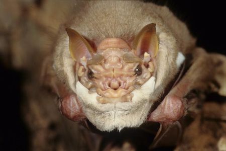 A male wrinkle-faced bat (Centurio senex) seen dangling from his perch. Beneath his chin is a furry skin fold that he pulls up to cover the lower half of the face like a mask during courtship.
