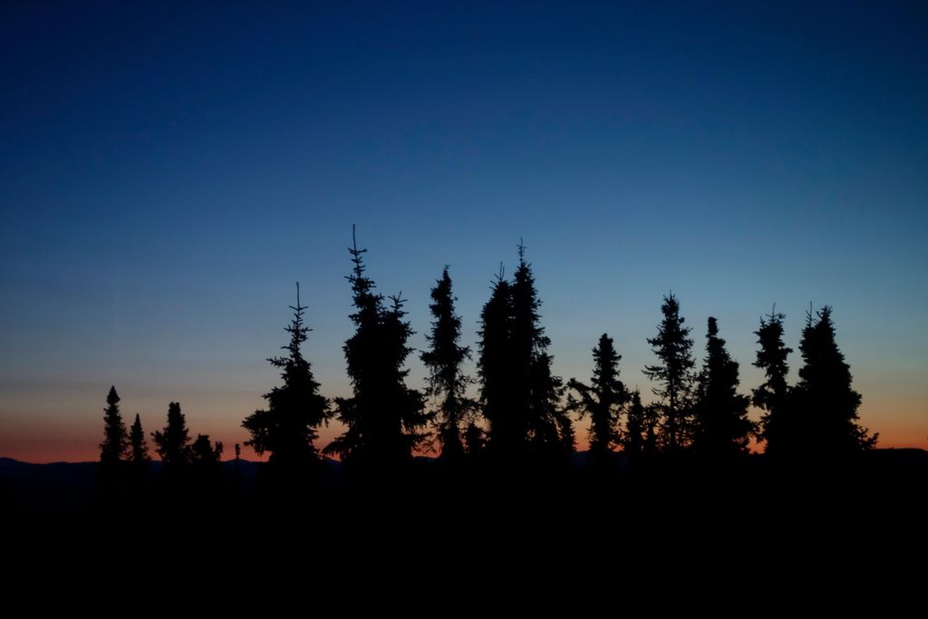 Black Spruce Trees, Fairbanks, Alaska, United States, North America