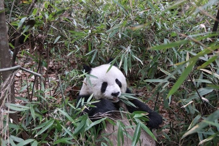 Panda Nomming