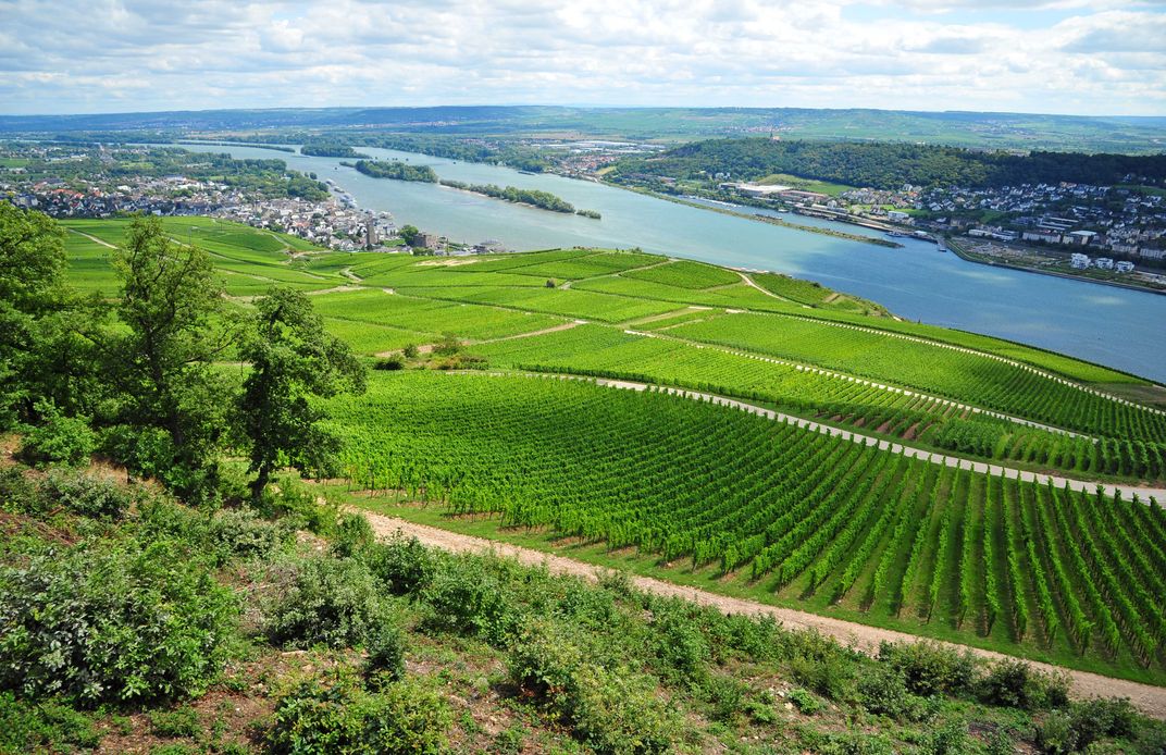 Vineyards overlooking the Rhine. Credit: AMA Waterways