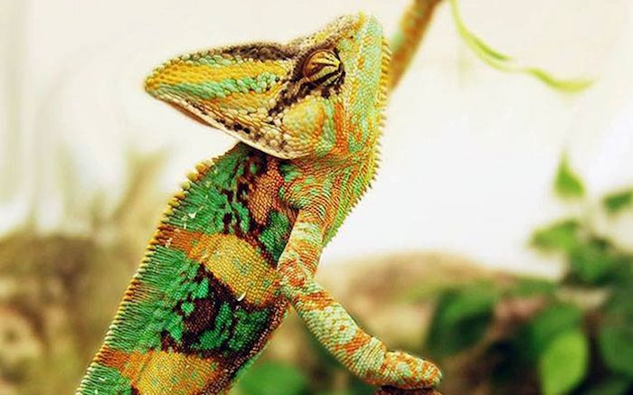 Colors Of Veiled Chameleon