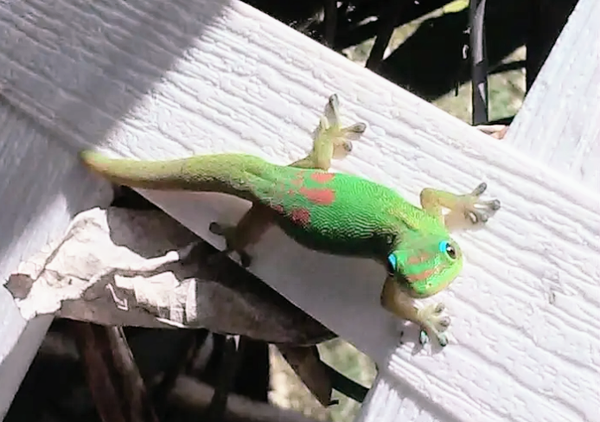 Curious Gecko in Hawaiian garden thumbnail