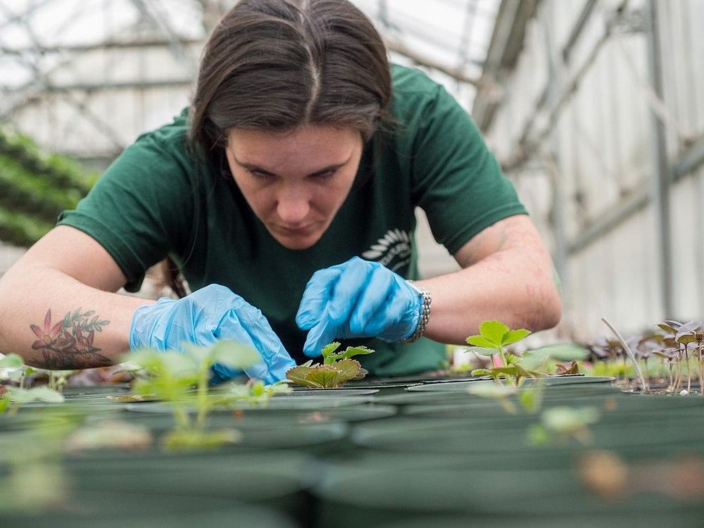  A horticulture student tending to plants