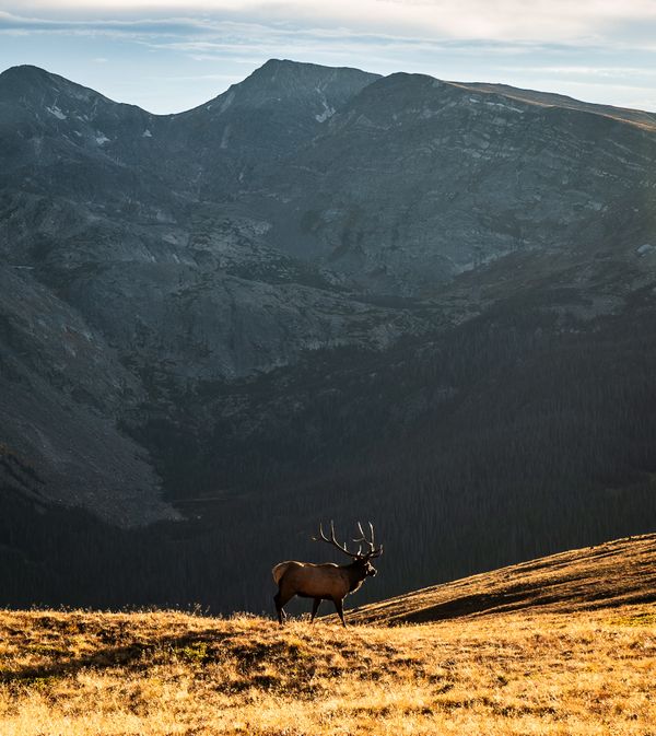 An elk in Rocky Moiuntain during sunset thumbnail