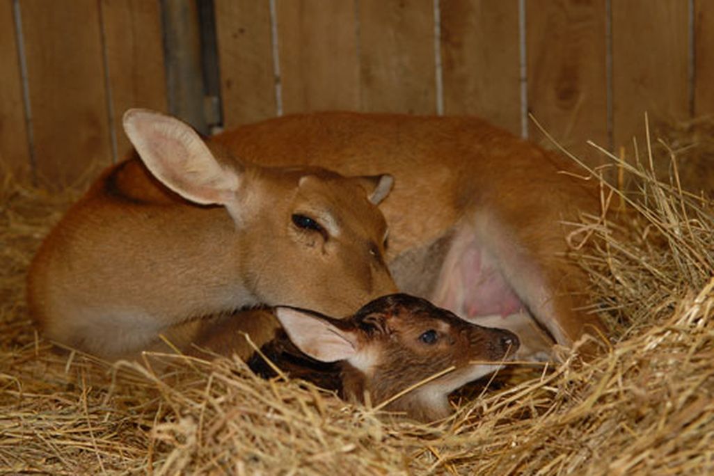 newborn_deer.jpg