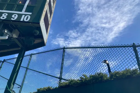 The goose briefly made a nest in a juniper planter next to the center-field seats in Wrigley Field&#39;s bleachers.

