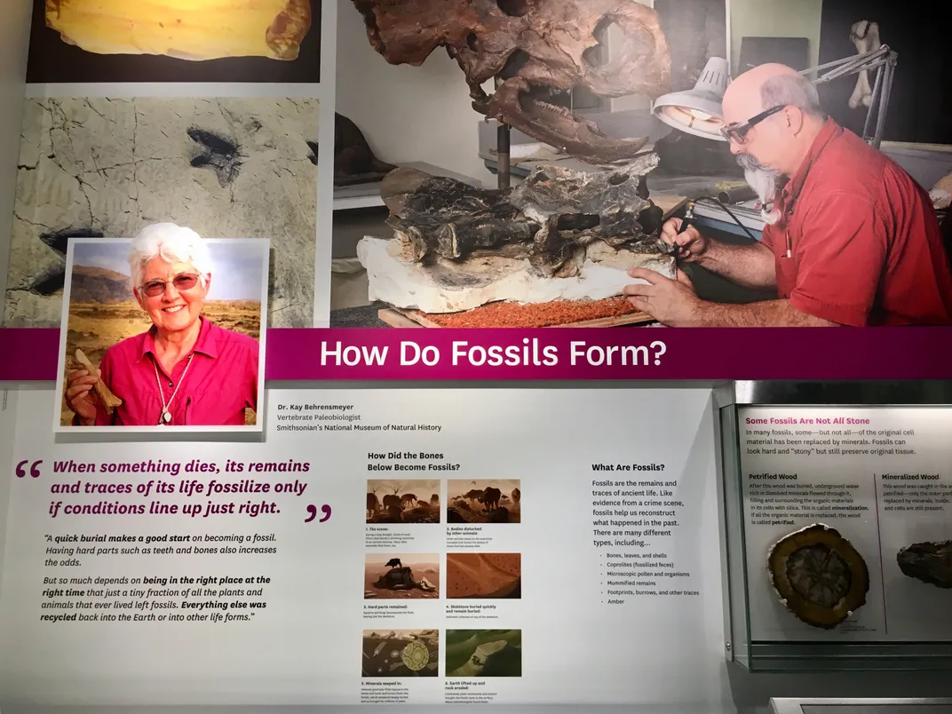 How Do Fossils Form?