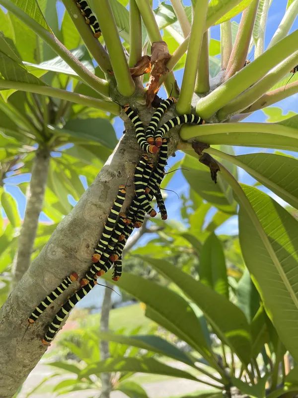Jamaican Plumeria – Frangipani Caterpillar thumbnail