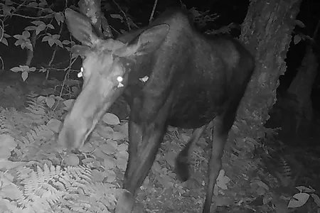 A trail camera in Vermont captured 80 photos of moths fluttering around a moose's head, likely slurping up its tears.
