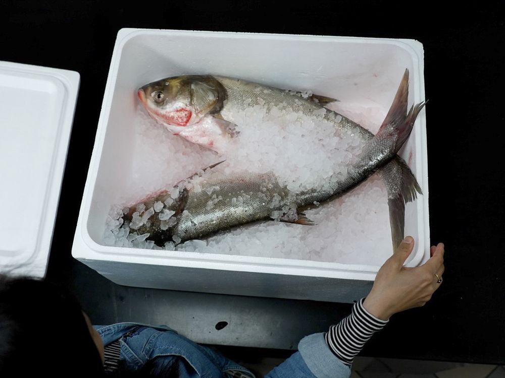 An invasive catfish predator is eating its way into another