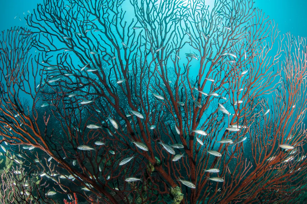 A school of tiny silver fish swims amid a reef of thin red, branching coral