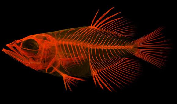 Red xray of a fish on black background.jpg