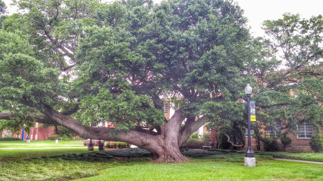 A great oak at the University of Southern Mississippi | Smithsonian ...