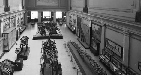The Dinosaur Hall