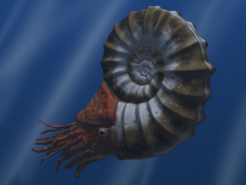 Ammonoid