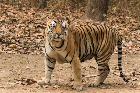 Royal Bengal Tiger