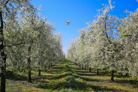 A drone overflies a cherry orchard in Denmark