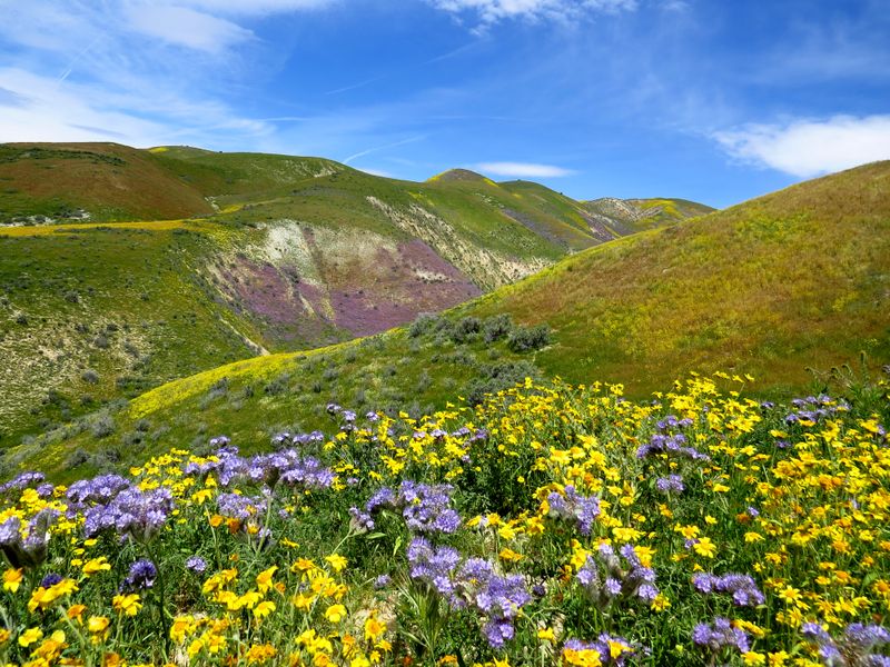 Beautiful Carrizo Plain Wildflowers Smithsonian Photo Contest