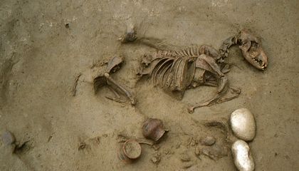 These Ancient Celts Were Buried With Their Animals
