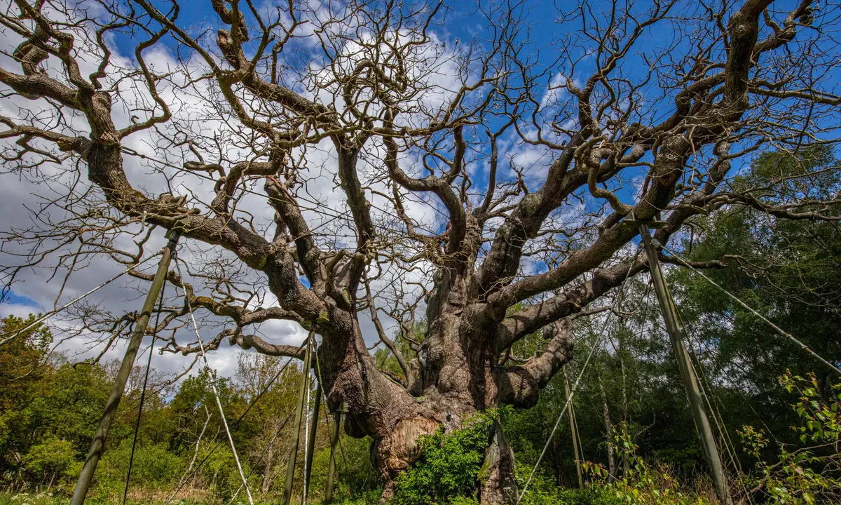 Major Oak, the 1,200-Year-Old Tree with Ties to the Robin Hood Legend, Is Presumed Dead After Failing to Produce Leaves