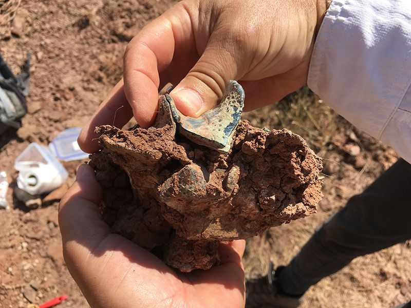 A person holds a fossil