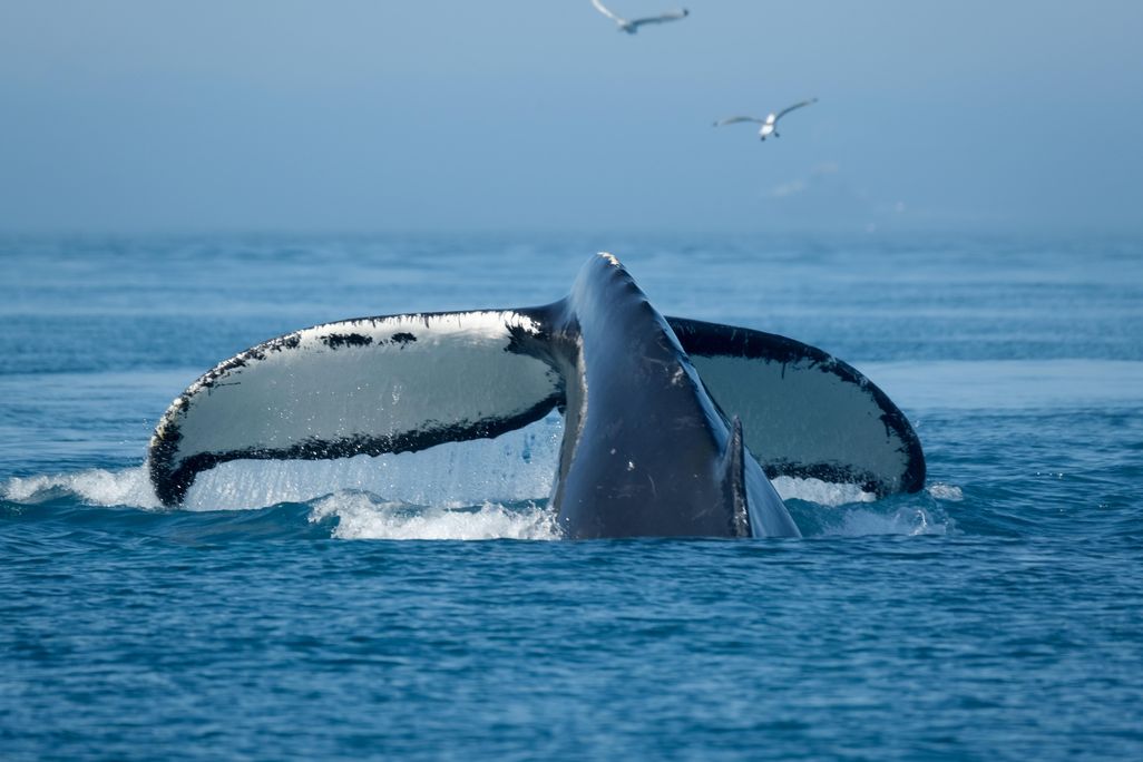whale