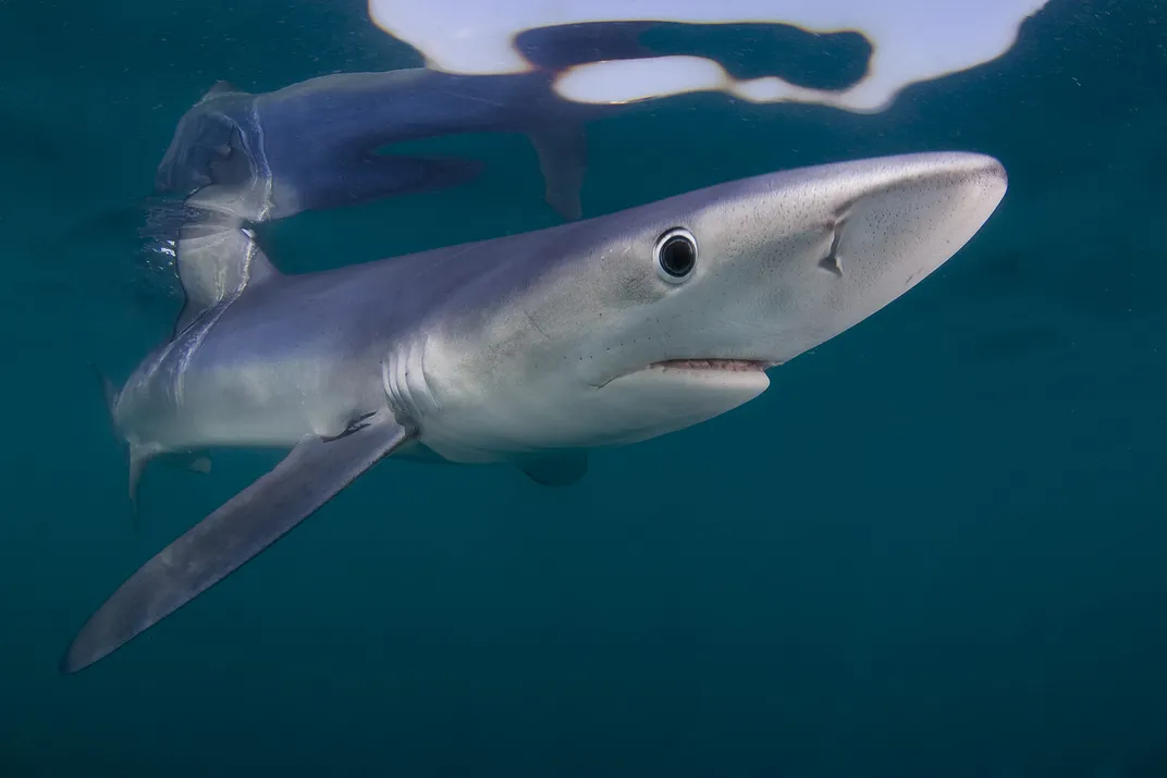 A close up of a small shark