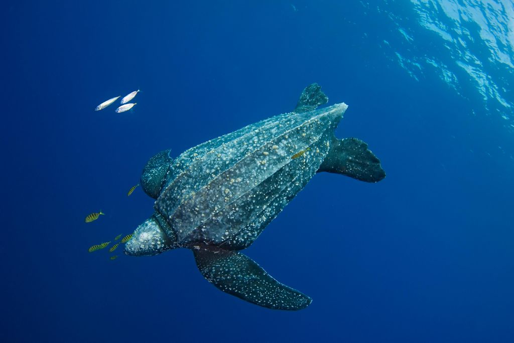 turtle