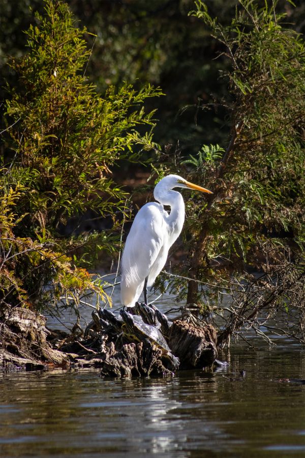 Egret Sharing a Midday Perch thumbnail