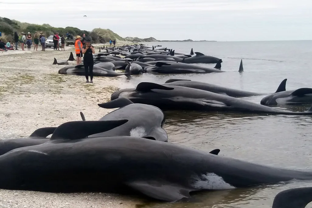 pilot whales