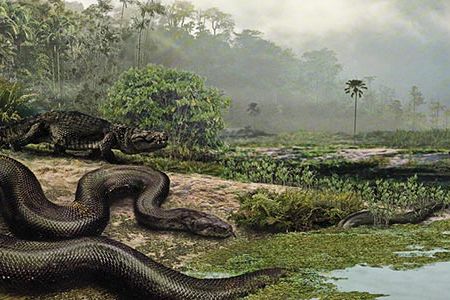 The world's largest snake—42 feet long and weighing 2,500 pounds—turned up in a Colombian jungle.