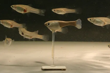 Real guppies respond to Robofish&mdash;a 3D-printed plastic model with a vaguely realistic paint job&mdash;as if it were a real schoolmate. Researchers used different-sized Robofish to show that guppy schools tend to follow larger fish.