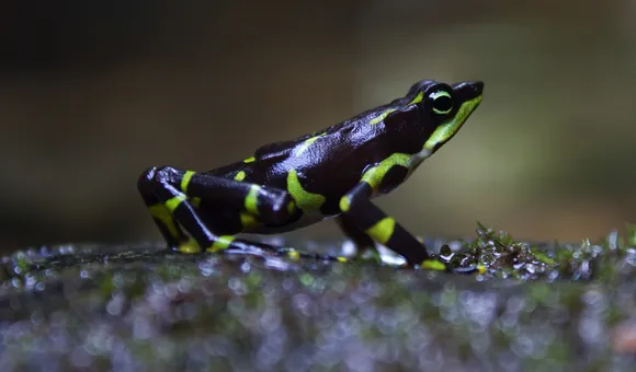 Frog defenders