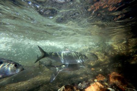 Alewives returning to spawn in Wynants Kill
