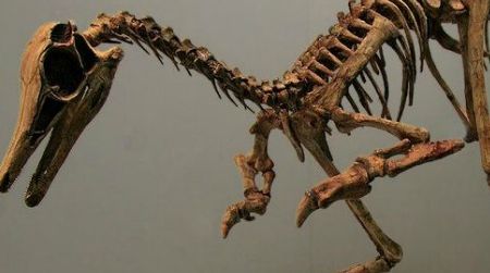 A reconstruction of Patagonykus. The newly-described Bonapartenykus was a close relative of this dinosaur.