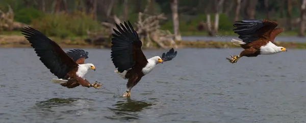 Stages of eagle catching fish thumbnail