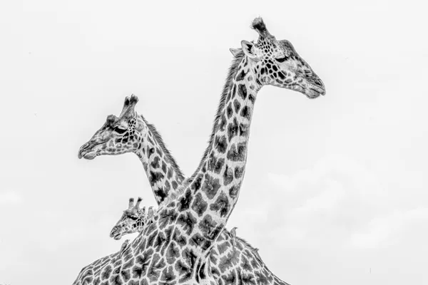 A GIRAFFE BED AND BREAKFAST thumbnail