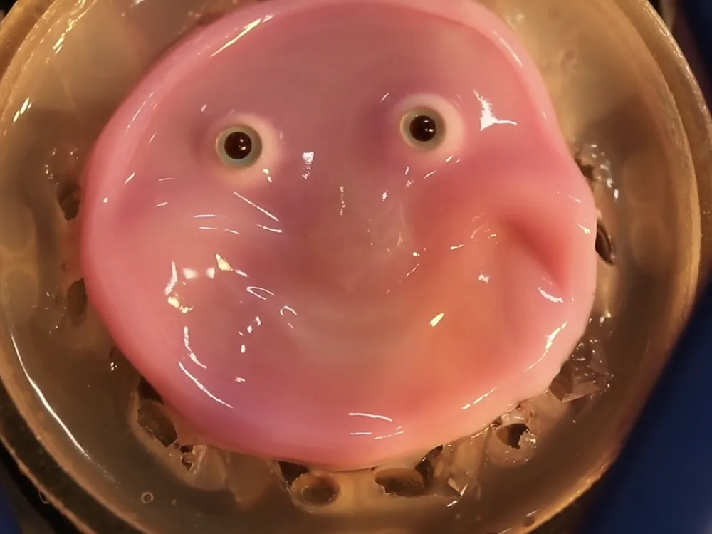 A pink, slimy smiling robot face on a dish
