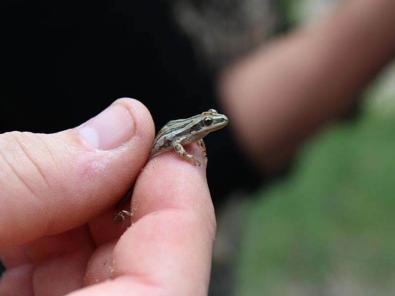 Call of the chorus frog Smithsonian Photo Contest Smithsonian Magazine