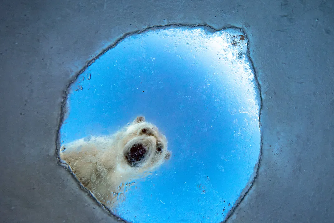 seen from below, a polar bear looks down through a hole in ice made by a seal
