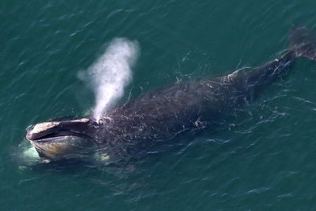 A North Atlantic right whale off the coast of Cape Cod in 2015