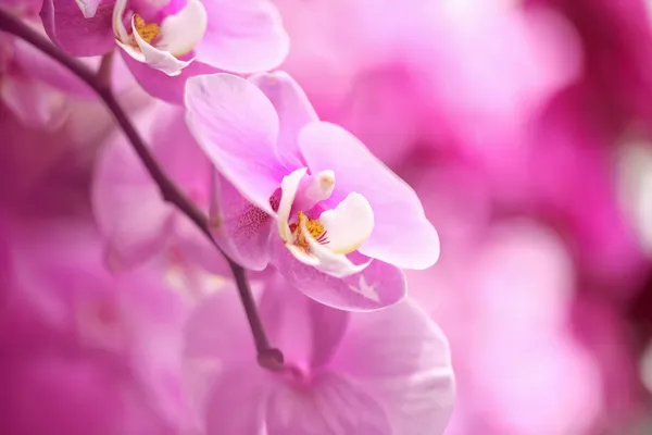 Pretty in Pink Orchids thumbnail