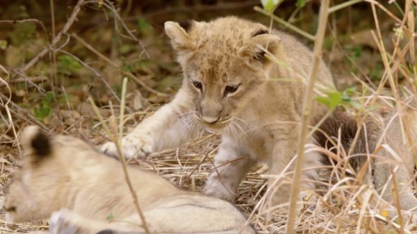 Preview thumbnail for Is Sibling Rivalry an Important Survival Tool for Lion Cubs?