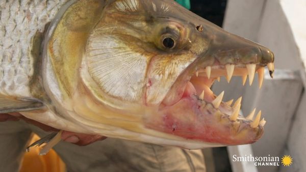 Preview thumbnail for Would You Get This Close to a Goliah Tigerfish?