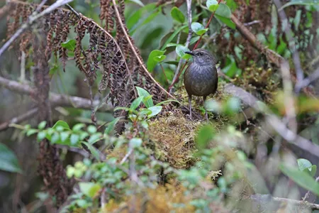 The Taliabu Grasshopper-Warbler is one of ten new bird species and subspecies described by ornithologist Frank Rheindt.